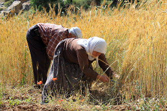 AA+ graded arabica seeds